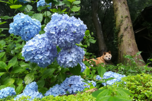 ブログ写真ワンとあじさい